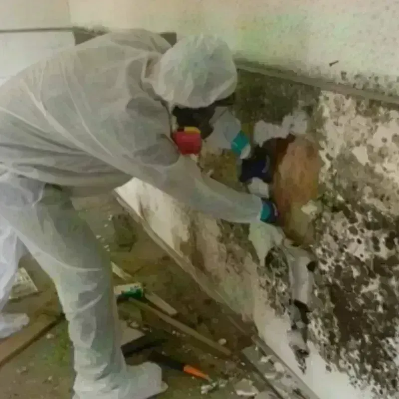 Mold Remediation and Removal in Sweetwater, TN